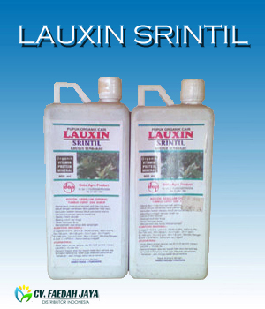 Lauxin Srintil