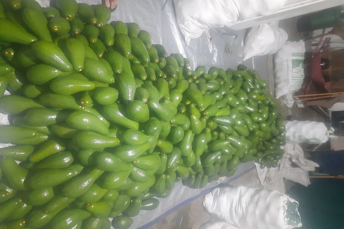 Hasil Pertanian Alpukat Pluwang